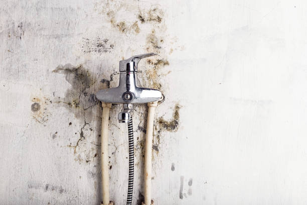Best Home Mold Removal  in Stem, NC
