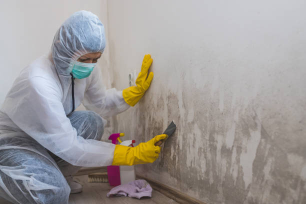 Best Home Mold Removal  in Stem, NC