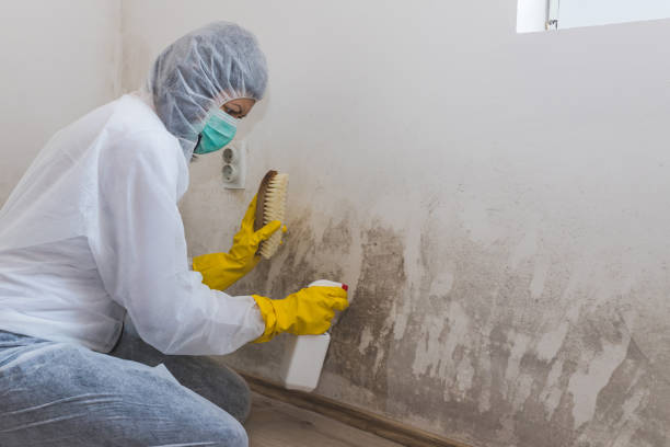 Best Commercial Mold Removal  in Stem, NC