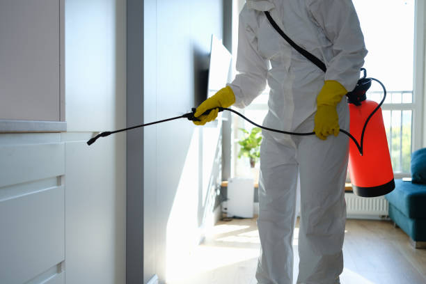 Best Certified Mold Removal  in Stem, NC