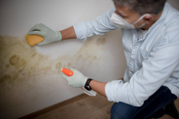 Best Mold Remediation Services  in Stem, NC