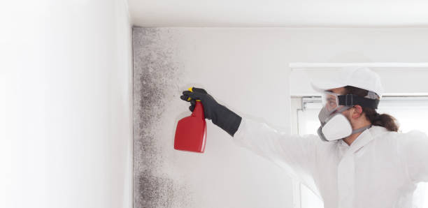 Best Mold Testing  in Stem, NC