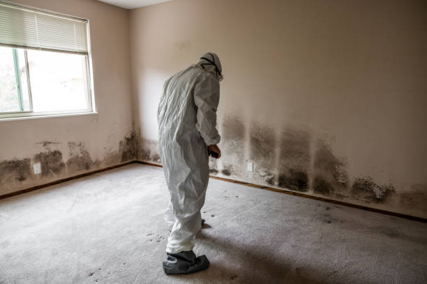 Best Attic Mold Removal  in Stem, NC