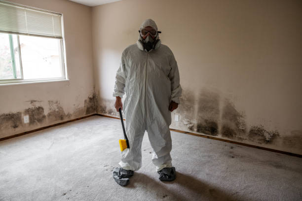 Professional Mold Removal in Stem, NC