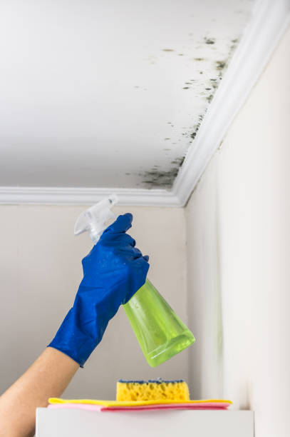 Best Residential Mold Removal  in Stem, NC