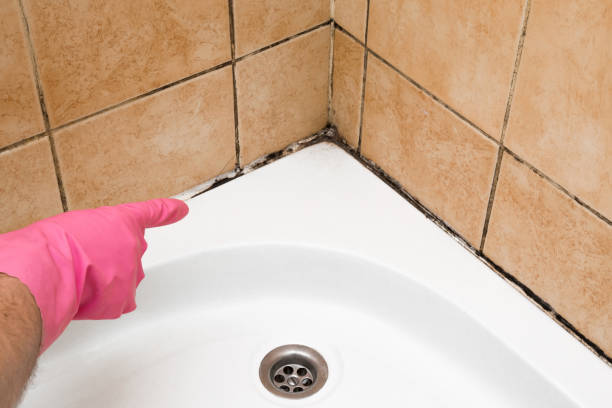 Best Mold Removal Company Near Me  in Stem, NC