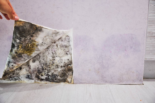 Best Mold Removal Near Me  in Stem, NC